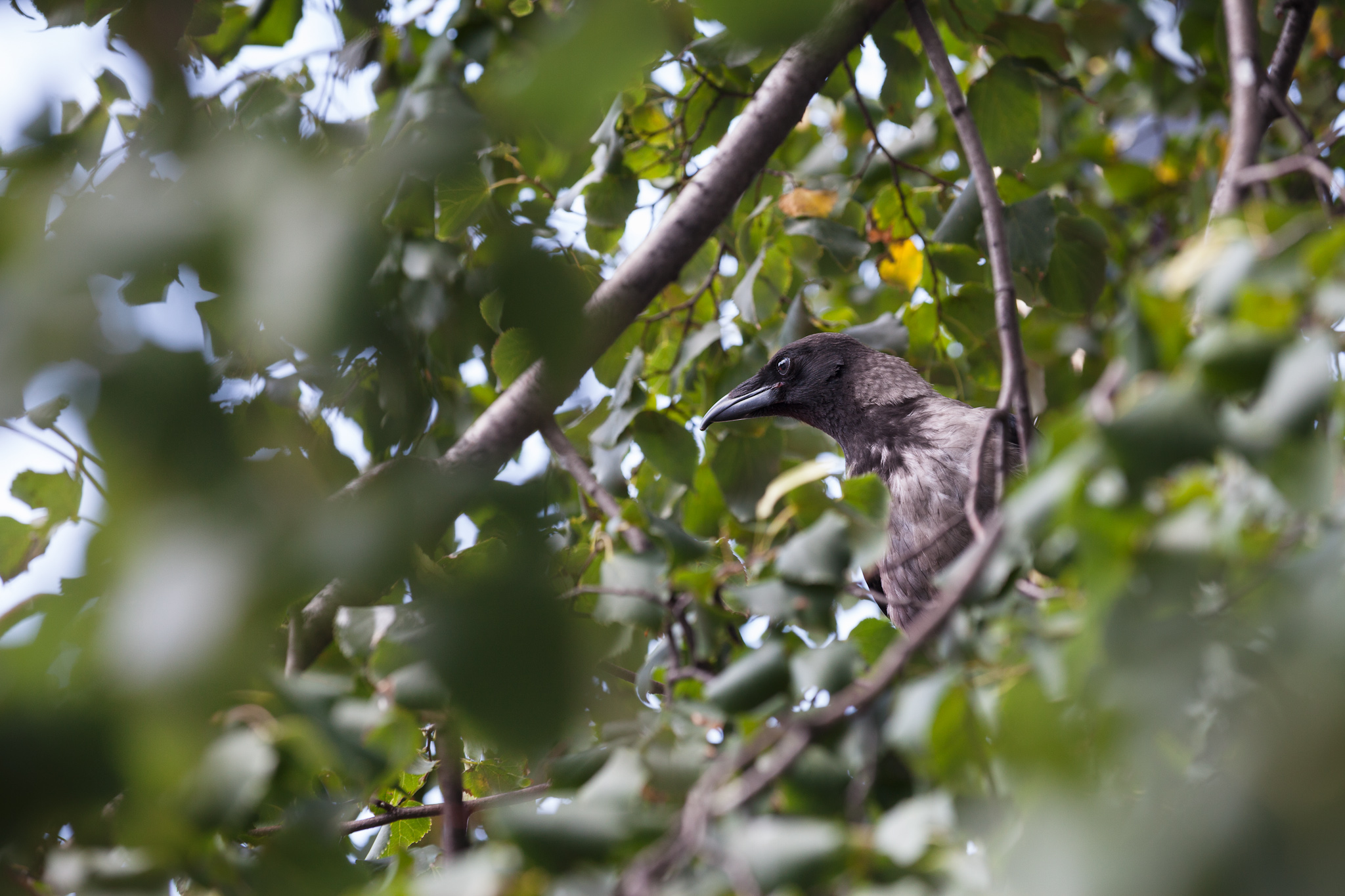 BERLIN, ALEXANDERPLATZ